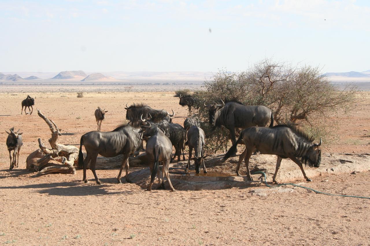 Namib Naukluft Lodge Solitaire Dış mekan fotoğraf